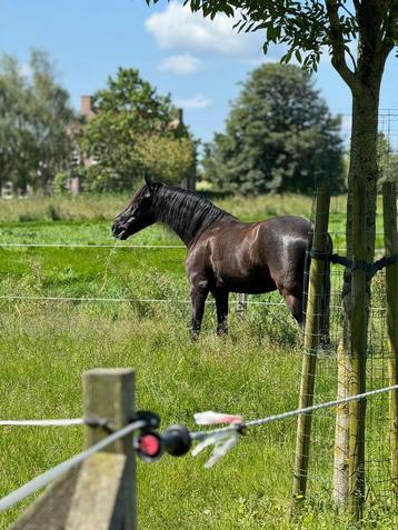 Coachingpaard - weidemaatje beschikbaar voor biedingen