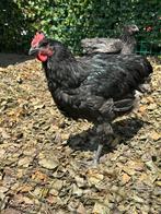 Jersey Giant haan, Dieren en Toebehoren, Pluimvee, Mannelijk, Kip