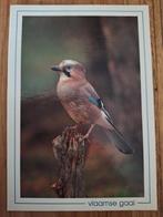Dieren - Vogel - Vlaamse Gaai, Ophalen of Verzenden, Gelopen, Vogel