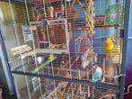agopornis vr, Dieren en Toebehoren, Vrouwelijk, Dwergpapegaai of Agapornis