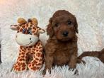Cockapoo pups nog 3 teefjes ( 8 januari 2026), Nederland, Overige rassen, 8 tot 15 weken, CDV (hondenziekte)