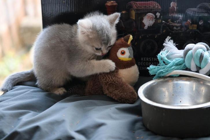 Prachtige britskorthaar bleu golden shaded katertjes, Dieren en Toebehoren, Katten en Kittens | Raskatten | Korthaar, Kater, Ontwormd