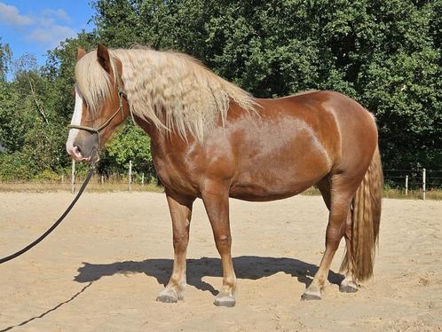 Prachtige grote Schwärzwalder Fuchs merrie, Dieren en Toebehoren, Paarden, Merrie, Onbeleerd, Minder dan 160 cm, 3 tot 6 jaar