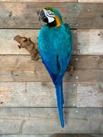 Mooie opgezette Blauw-gele Ara!, Ophalen of Verzenden, Nieuw, Vogel, Opgezet dier