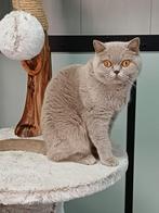 Lieve Brits Korthaar poes, Dieren en Toebehoren, Katten en Kittens | Raskatten | Korthaar, Poes, Gechipt, 3 tot 5 jaar