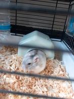 Hamster met hok. Is een half jaar oud., Dieren en Toebehoren, Minder dan 60 cm, Gebruikt, Ophalen of Verzenden, Hok