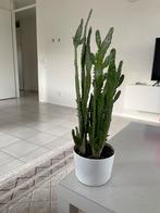 Cactus, Ophalen, Cactus, Volle zon, Minder dan 100 cm