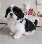 Prachtige Shih Tzu puppys DNA & stamboom blauw en choco gen, Particulier, 15 weken tot 1 jaar, Overige rassen, Buitenland