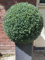 Kunstplant (buiten) BUXUS Bol diameter 50 cm, Ophalen, Binnen
