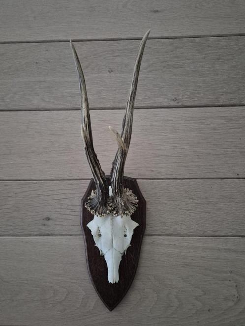 Extreem lang Ree Gewei op schild jacht mancave overkapping, Verzamelen, Dierenverzamelingen, Gewei of Kop, Hert, Ophalen of Verzenden