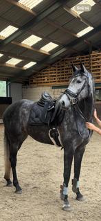 Knappe 5 jarige merrie, Ophalen, Nieuw, Dressuur