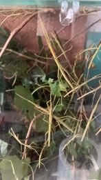 Gratis wandelende takken, Wandelende tak