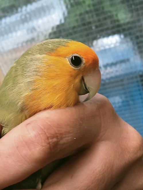 Prachtige jonge agapornis roseicollie oranje masker pop, Dieren en Toebehoren, Vogels | Parkieten en Papegaaien, Dwergpapegaai of Agapornis