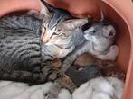 Oosterse korthaar kittens, Dieren en Toebehoren, Meerdere dieren, Ontwormd