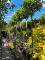 Bolvorm sierkers in verschillende hoogtes, Tuin en Terras, Planten | Bomen, Ophalen, Volle zon