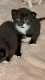 2 poesjes en 2 kater ‘s  nog beschikbaar, Dieren en Toebehoren, Katten en Kittens | Overige Katten, Meerdere dieren, Kortharig