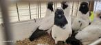 Duiven, Dieren en Toebehoren, Meerdere dieren, Overige soorten