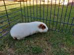 Us teddy zeugje, Dieren en Toebehoren, Juli, Vrouwelijk, Cavia
