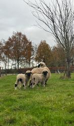 Walliser schwarznase schaap met 2 ooilammeren, Dieren en Toebehoren, Schapen, Geiten en Varkens, Vrouwelijk, Schaap