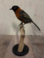Opgezette Roestkraaglijstergaai, Verzamelen, Dierenverzamelingen, Ophalen of Verzenden, Nieuw, Vogel, Opgezet dier