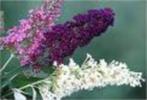 9 vlinderstruiken in diverse kleuren voor 45 euro, Ophalen, Vlinderstruik, Struik, Minder dan 100 cm