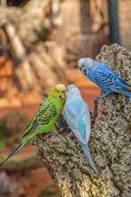 voliere met Engelse parkieten, Dieren en Toebehoren, Vogels | Parkieten en Papegaaien, Meerdere dieren, Parkiet