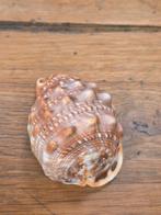 Cupraecassis Rufa - Helm slak schelp, Ophalen of Verzenden, Schelp(en)