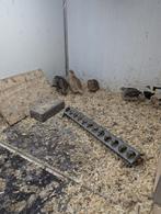 Japanse kwartel, Dieren en Toebehoren, Vogels | Overige Vogels, Meerdere dieren