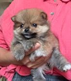 Dwergkees pomeriaan pups, Keeshond, CDV (hondenziekte), 8 tot 15 weken, Meerdere