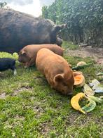 Kune kune biggen, Dieren en Toebehoren, Schapen, Geiten en Varkens, Meerdere dieren, Varken, 0 tot 2 jaar