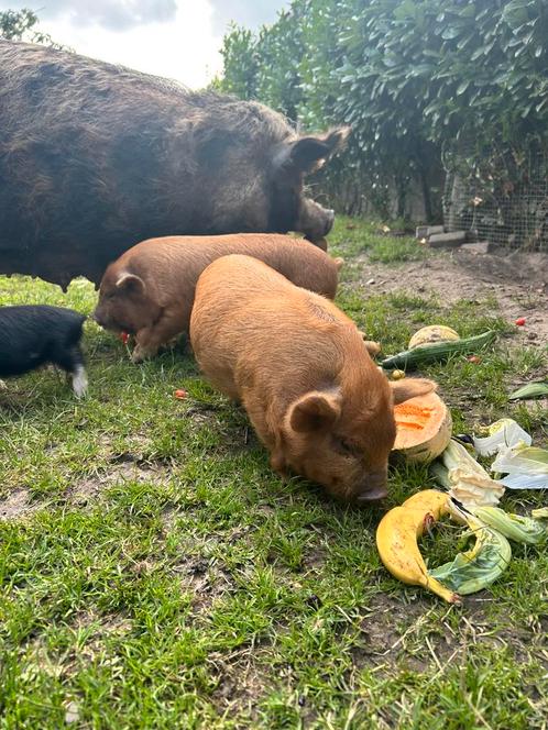 Kune kune biggen, Dieren en Toebehoren, Schapen, Geiten en Varkens, Varken, Meerdere dieren, 0 tot 2 jaar