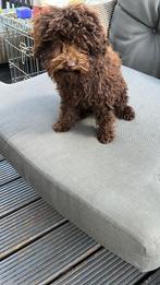 Mooie toypoedel pups  1 xreu 1 x teef, Dieren en Toebehoren, Honden | Chihuahua's en Gezelschapshonden, Poedel, Rabiës (hondsdolheid)