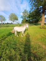 Mooi 2.5 jarige welsh hengst, Merrie