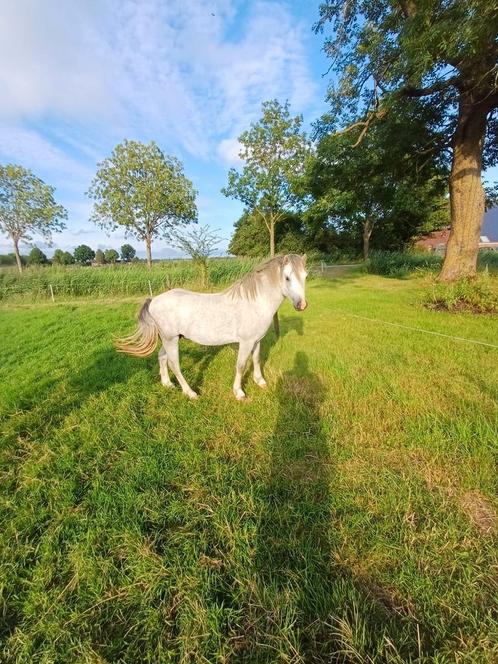 Mooie 2.5 jarige welsh hengst, Dieren en Toebehoren, Paarden en Pony's | Dekhengsten en Fokmerries, Merrie