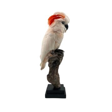 Diverse dieren opgezet door onze prijswinnende taxidermisten beschikbaar voor biedingen