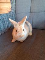 Konijn te koop geboren 11 november mannetje., Mannelijk, Dwerg