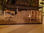 2 gerbils met verblijf, Ophalen of Verzenden, Zo goed als nieuw, Muis