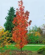 Boom Liquidambar styraci 'Slender Silhouette' Amberboom Zuil, Overige soorten, Volle zon, Vaste plant, Ophalen of Verzenden