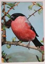 Goudvink op tak, Ophalen of Verzenden, 1980 tot heden, Ongelopen, Vogel