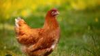 Leg kippen te koop, Dieren en Toebehoren, Pluimvee, Vrouwelijk, Kip
