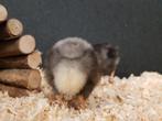 Noord Hollandse Blauwe groot kippen kuikens | Gesekst, Dieren en Toebehoren, Pluimvee, Vrouwelijk, Kip
