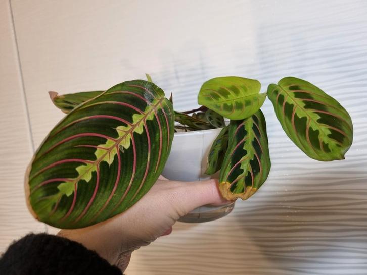 maranta tricolor, Huis en Inrichting, Kamerplanten, Minder dan 100 cm, Halfschaduw, Ophalen of Verzenden