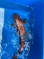 kin ki utsuri koi, Dieren en Toebehoren, Vissen | Vijvervissen, Karper of Koi