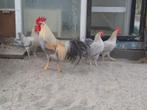 Broedeieren Leghorn Isabelpatrijs (kriel), Dieren en Toebehoren, Pluimvee, Geslacht onbekend, Kip