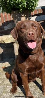 Labrador bruin teefje 4 jaar, Dieren en Toebehoren, Rabiës (hondsdolheid), Teef, Labrador retriever, Eén hond