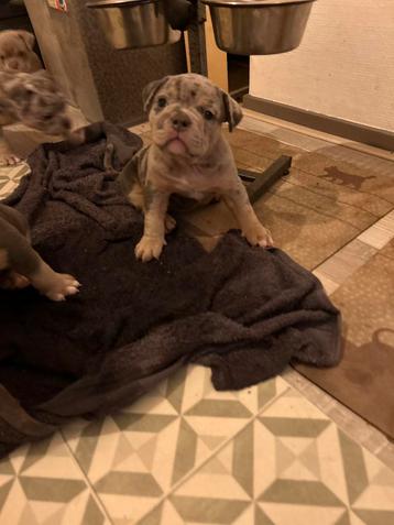 Exotic/Pocket Americanbully Puppys beschikbaar voor biedingen