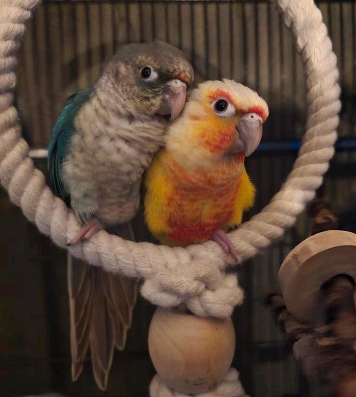 Liefdevol huisje gezocht voor pyrrhura koppel!, Dieren en Toebehoren, Vogels | Parkieten en Papegaaien, Parkiet, Meerdere dieren