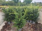 Taxus 120-140 cm, Tuin en Terras, Ophalen of Verzenden, Taxus