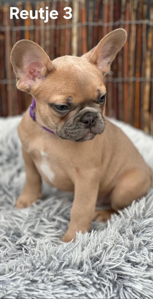 MOOIE FRANSE BULLDOG PUPS MET NL-PASPOORT, Dieren en Toebehoren, Honden | Bulldogs, Pinschers en Molossers, Meerdere dieren, Bulldog