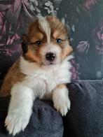 Schotse collie x pups, Dieren en Toebehoren, 8 tot 15 weken, Collie, Meerdere, Meerdere dieren